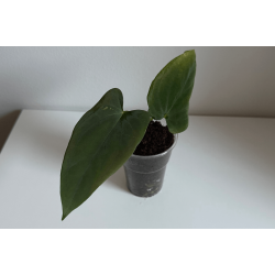 Anthurium papillilaminum 'Fort Sherman' S1