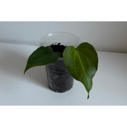 Anthurium King of Spades 'Butterfly'