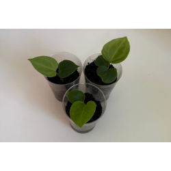 Anthurium 'King of Spades' x besseae aff. 'Trinity'