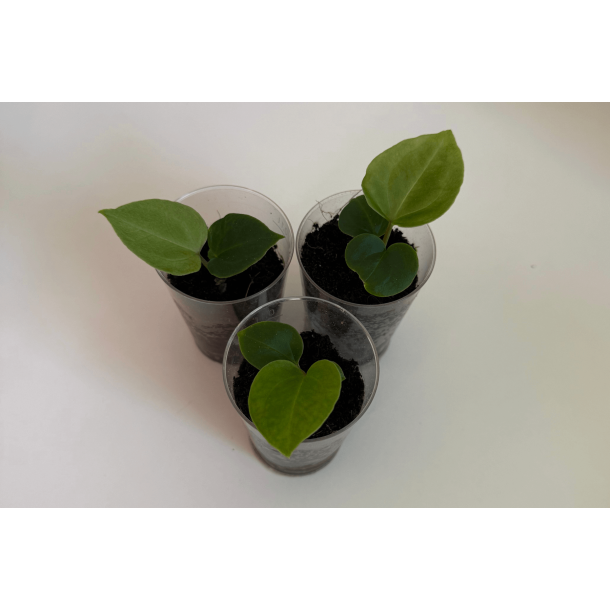 Anthurium 'King of Spades' x besseae aff. 'Trinity'