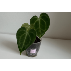 Anthurium 'King of Clarinervium' S1