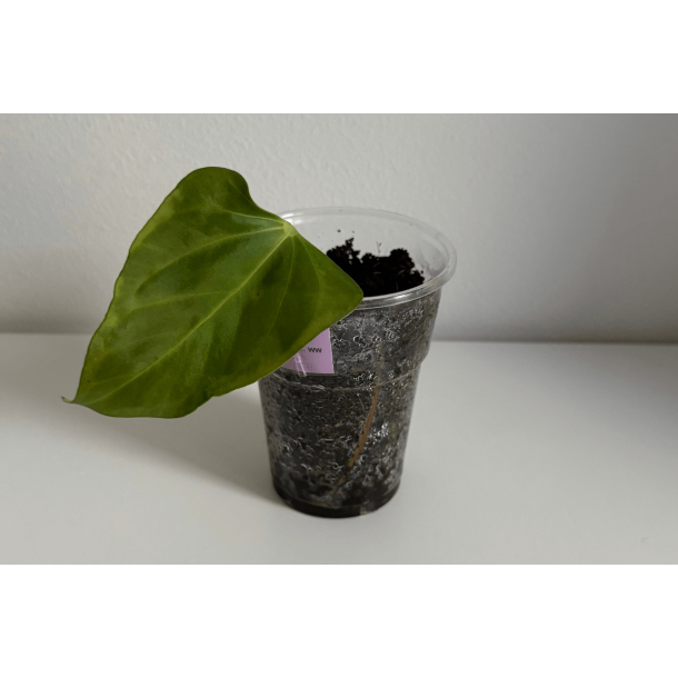 Anthurium 'Mr. Worldwide'