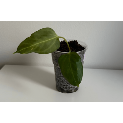 Anthurium 'Mr. Worldwide'