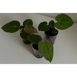 Anthurium 'Red Vein Dark Phoenix' x (carlablackiae x crystallinum) 'Ciara'