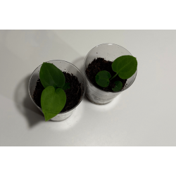 Anthurium 'Red Vein Dark Phoenix' x BVEP 'Laila'