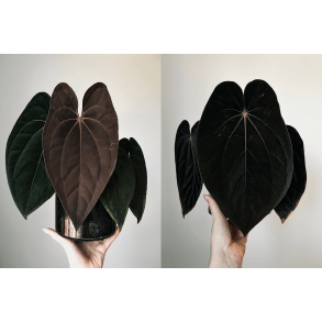 Anthurium 'Red Vein Dark Phoenix' x BVEP 'Laila'