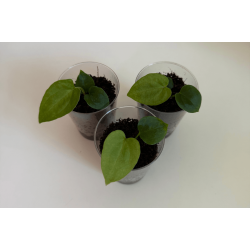 Anthurium 'Red Vein Dark Phoenix' x dressleri RG 'Evelyn'