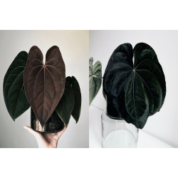 Anthurium 'Red Vein Dark Phoenix' x dressleri RG 'Evelyn'