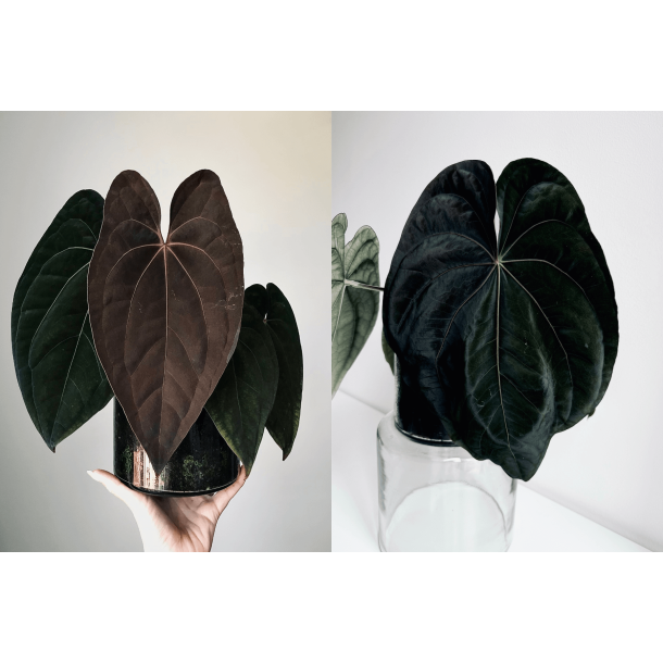 Anthurium 'Red Vein Dark Phoenix' x dressleri RG 'Evelyn'