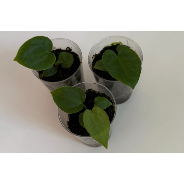 Anthurium (carlablackiae 'GPH - 001' x BVEP 'Round') x 'Red Vein Dark Phoenix'