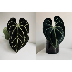 Anthurium (carlablackiae x crystallinum) 'Ciara' x besseae aff. 'Elina'