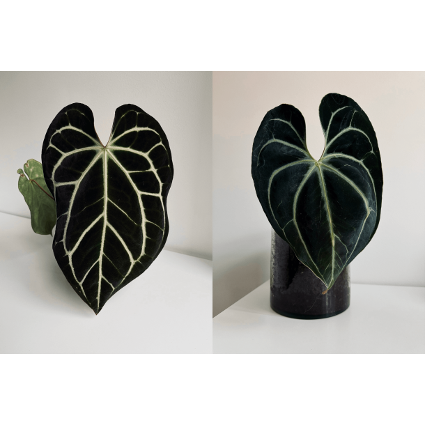 Anthurium (carlablackiae x crystallinum) 'Ciara' x besseae aff. 'Elina'