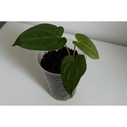 Anthurium papillilaminum 'Lily Nightshade'