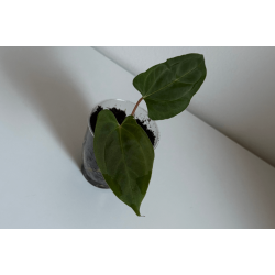 Anthurium papillilaminum 'Lily Nightshade'