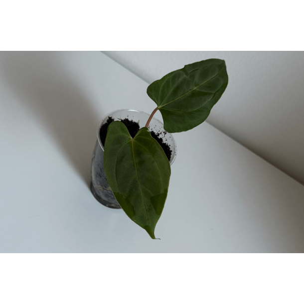 Anthurium papillilaminum 'Lily Nightshade'