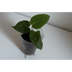 Anthurium papillilaminum 'Lily Nightshade'