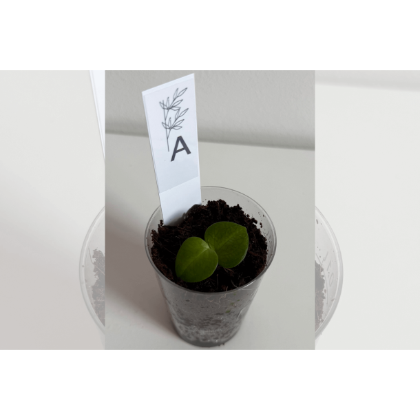 Anthurium 'Blood Moon' x 'Red Vein Dark Phoenix'