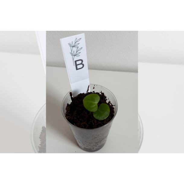 Anthurium 'Blood Moon' x 'Red Vein Dark Phoenix'