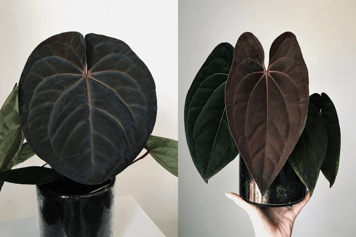 Anthurium 'Blood Moon' x 'Red Vein Dark Phoenix'