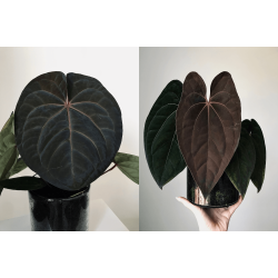 Anthurium 'Blood Moon' x 'Red Vein Dark Phoenix'