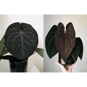 Anthurium 'Blood Moon' x 'Red Vein Dark Phoenix'