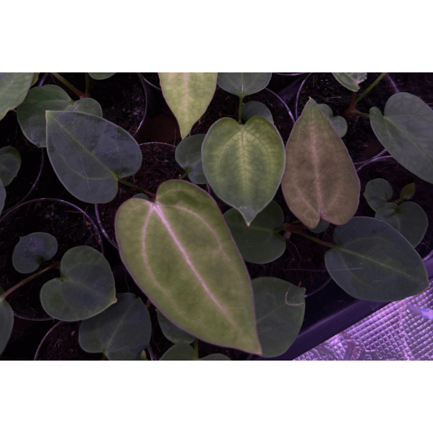 Anthurium (carlablackiae x crystallinum) 'Ciara' x 'Ace of Spades' (dark form)