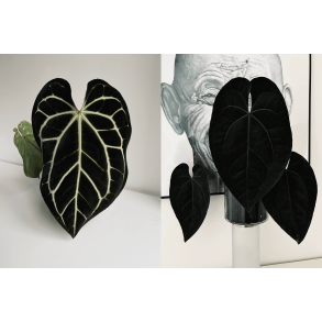 Anthurium (carlablackiae x crystallinum) 'Ciara' x 'Ace of Spades' (dark form)