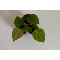 Anthurium (carlablackiae x crystallinum) 'Ciara' x besseae aff. 'Trinity'