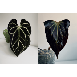 Anthurium (carlablackiae x crystallinum) 'Ciara' x besseae aff. 'Trinity'