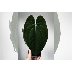 Anthurium 'Dark Phoenix' (OG clone)