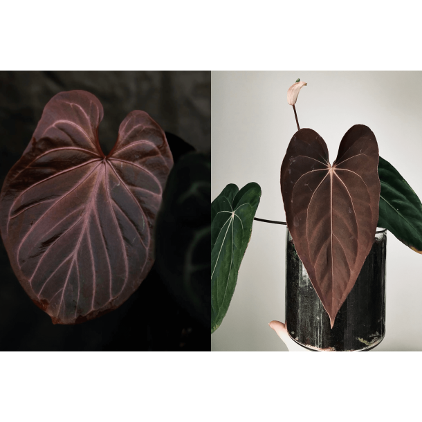 Anthurium 'King of Spades' x (papillilaminum 'RLFS' x carlablackiae)
