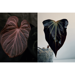 Anthurium 'King of Spades' x besseae aff. 'Trinity'