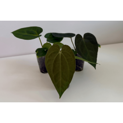 Anthurium BVEP 'Laila' x 'Ace of Spades' (dark form)