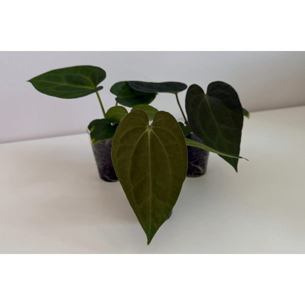 Anthurium BVEP 'Laila' x 'Ace of Spades' (dark form)