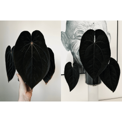 Anthurium BVEP 'Laila' x 'Ace of Spades' (dark form)