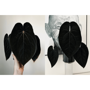 Anthurium BVEP 'Laila' x 'Ace of Spades' (dark form)