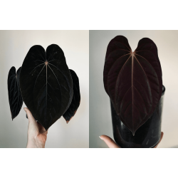 Anthurium BVEP 'Laila' x 'Laura'