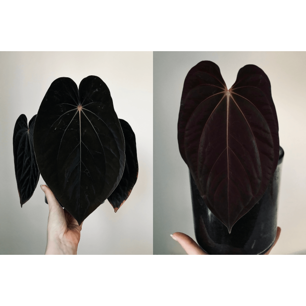 Anthurium BVEP 'Laila' x 'Laura'