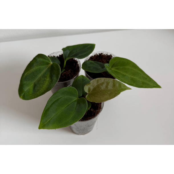 Anthurium BVEP 'Laila' x besseae aff. 'Trinity'