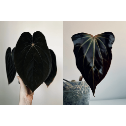 Anthurium BVEP 'Laila' x besseae aff. 'Trinity'