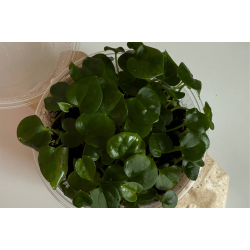 Anthurium BVEP 'Laura' x dressleri RG 'Evelyn'