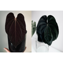 Anthurium BVEP 'Laura' x dressleri RG 'Evelyn'