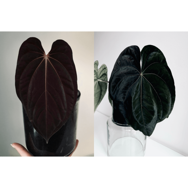 Anthurium BVEP 'Laura' x dressleri RG 'Evelyn'