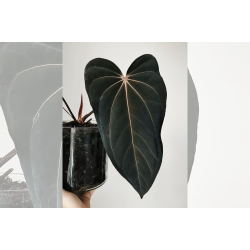 Anthurium papillilaminum 'RLFS' x carlablackiae