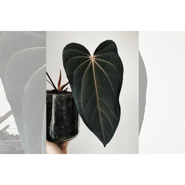 Anthurium papillilaminum 'RLFS' x carlablackiae