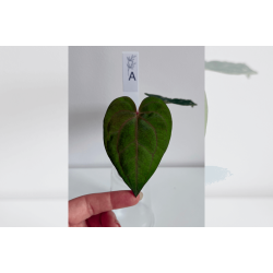 Anthurium 'Red Vein Dark Phoenix' x (dressleri RG x carlablackiae 'Amanda')