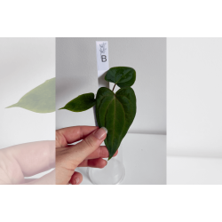 Anthurium 'Red Vein Dark Phoenix' x (dressleri RG x carlablackiae 'Amanda')