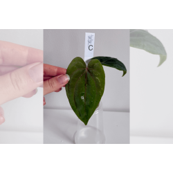 Anthurium 'Red Vein Dark Phoenix' x (dressleri RG x carlablackiae 'Amanda')