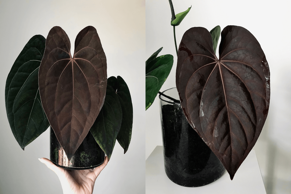 product---RVDP-x-(dressleri-x-