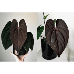 Anthurium 'Red Vein Dark Phoenix' x (dressleri RG x carlablackiae 'Amanda')
